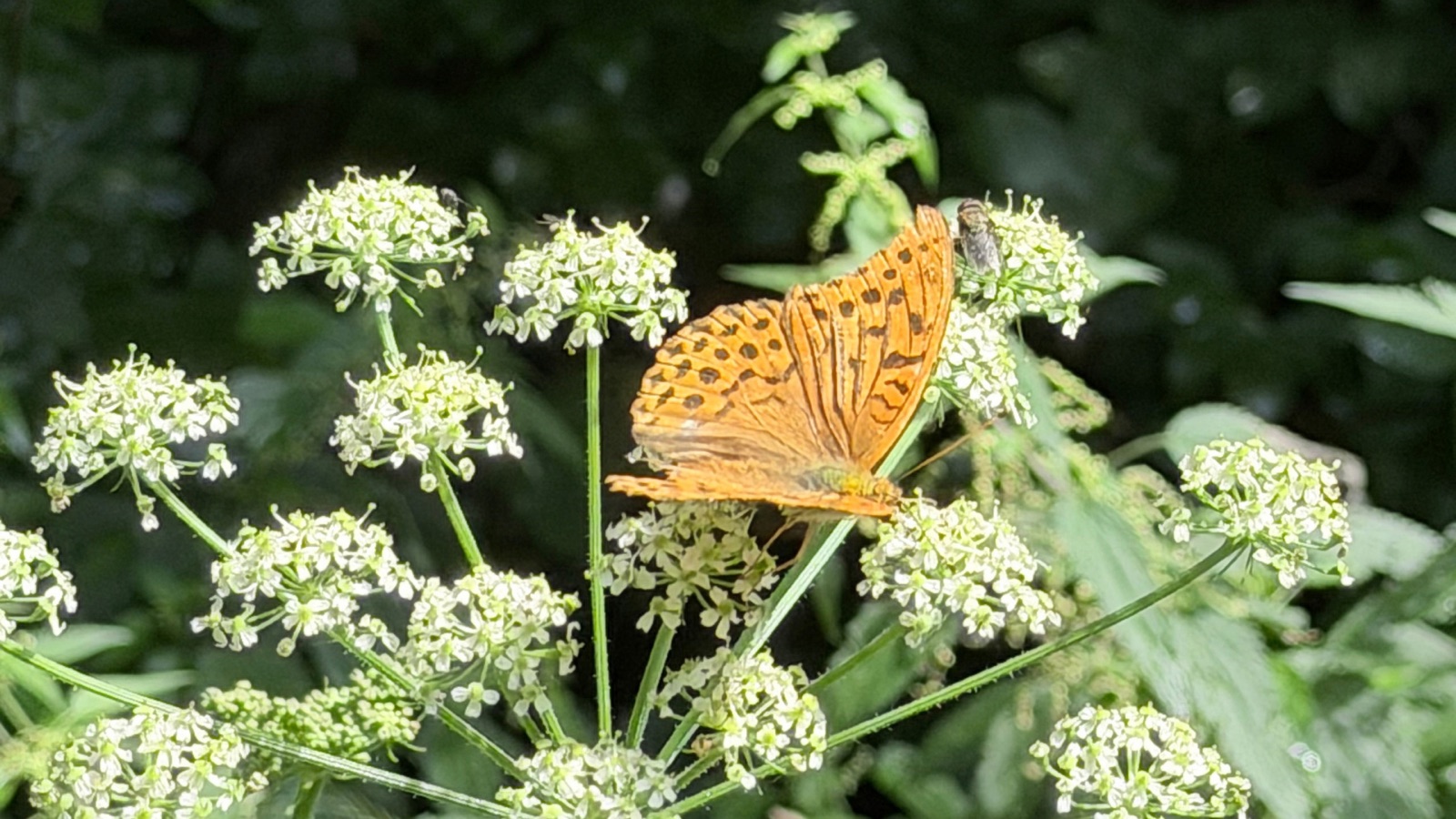 A butterfly resting on white umbel flowers
