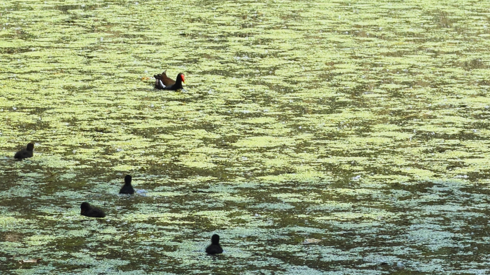 A moorhen and its chicks on a pond covered in duckweed