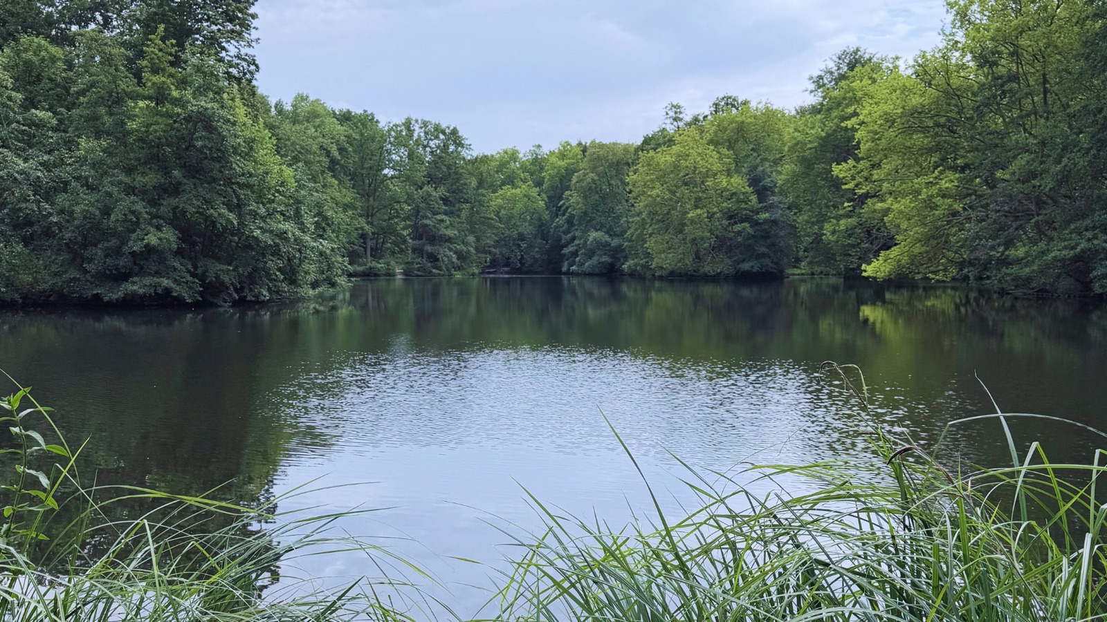 A still pond ringed by trees